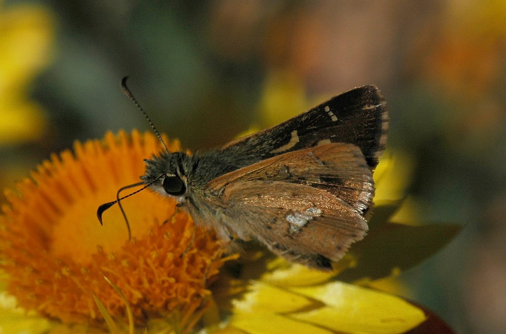 095 Skipper, Large Dingy, 2008-01296161b Canberra, AU.JPG - Large Dingy Skipper (Toxidia peron) Butterfly. Australian National Botanic Gardens, Canberra, AU, 1-29-2008